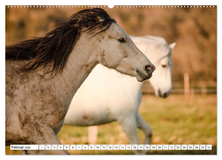Produktbild: Durch das Jahr mit dem Connemara Pony Holly (hochwertiger Premium Wandkalender 2026 DIN A2 quer), Kunstdruck in Hochglanz