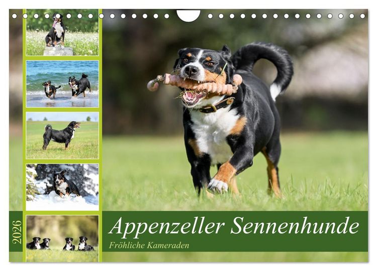 Produktbild: Appenzeller Sennenhunde - Fr&ouml;hliche Kameraden (Wandkalender 2026 DIN A4 quer), CALVENDO Monatskalender