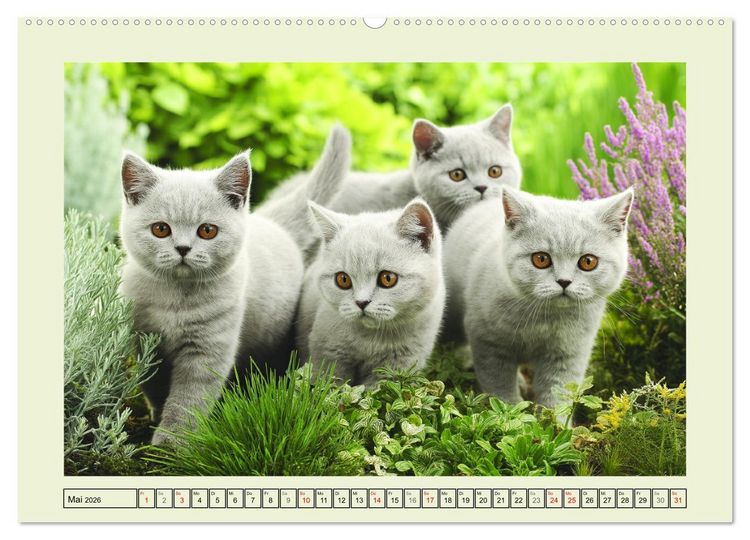 Produktbild: British Shorthair. Sanfte W&uuml;rde und Katzengl&uuml;ck im Gr&uuml;nen (hochwertiger Premium Wandkalender 2026 DIN A2 quer), Kunstdruck in Hochglanz