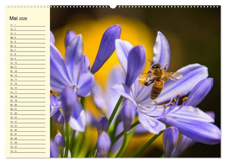 Produktbild: Flei&szlig;ige Bienen. Von der Bl&uuml;te bis zum Honig (Wandkalender 2026 DIN A2 quer), CALVENDO Monatskalender