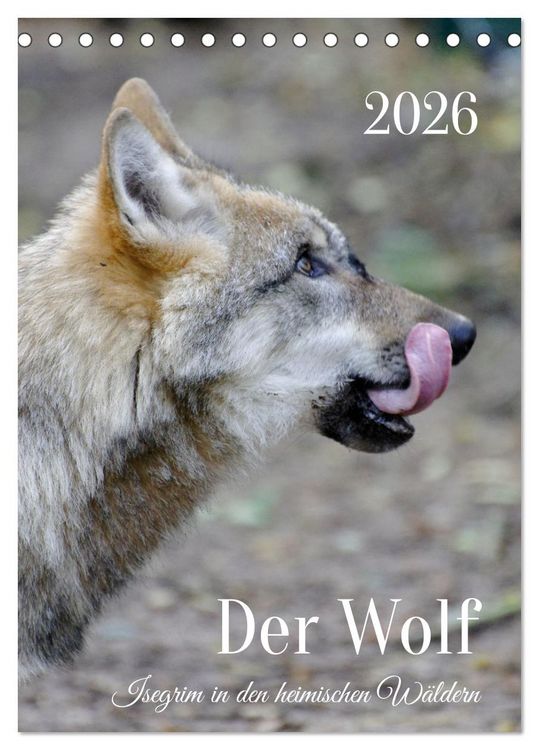 Produktbild: Der Wolf - Isegrim in den heimischen W&auml;ldern - Kalender 2026 (Tischkalender 2026 DIN A5 hoch), CALVENDO Monatskalender