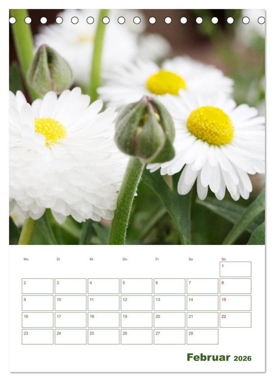 Produktbild: Wei&szlig;e Bl&uuml;ten im Gr&uuml;nen (Tischkalender 2026 DIN A5 hoch), CALVENDO Monatskalender