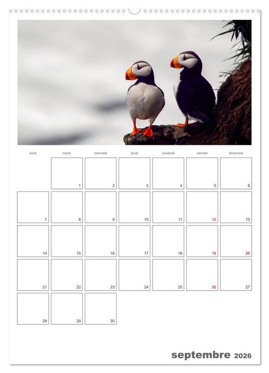 Produktbild: Notre nature sauvage, oiseaux aquatiques d'Europe (Calendrier mural 2026 DIN A2 horizontal), CALVENDO calendrier mensuel