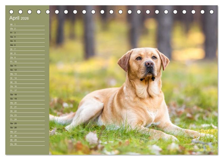 Produktbild: Hunde im Fokus (Tischkalender 2026 DIN A5 quer), CALVENDO Monatskalender
