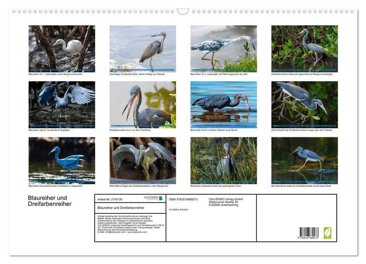 Produktbild: Blaureiher und Dreifarbenreiher (Wandkalender 2026 DIN A2 quer), CALVENDO Monatskalender