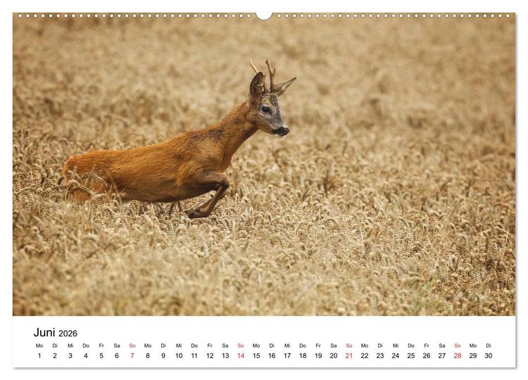 Produktbild: Unsere heimische Tierwelt (hochwertiger Premium Wandkalender 2026 DIN A2 quer), Kunstdruck in Hochglanz