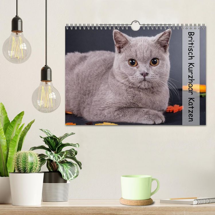 Produktbild: Britisch Kurzhaar Katzen (Wandkalender 2026 DIN A4 quer), CALVENDO Monatskalender