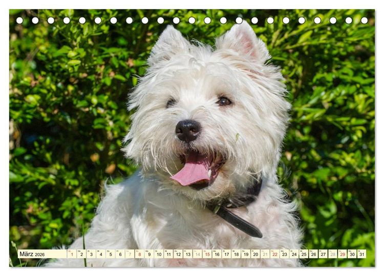 Produktbild: Kobold auf 4 Pfoten - West Highland White Terrier (Tischkalender 2026 DIN A5 quer), CALVENDO Monatskalender