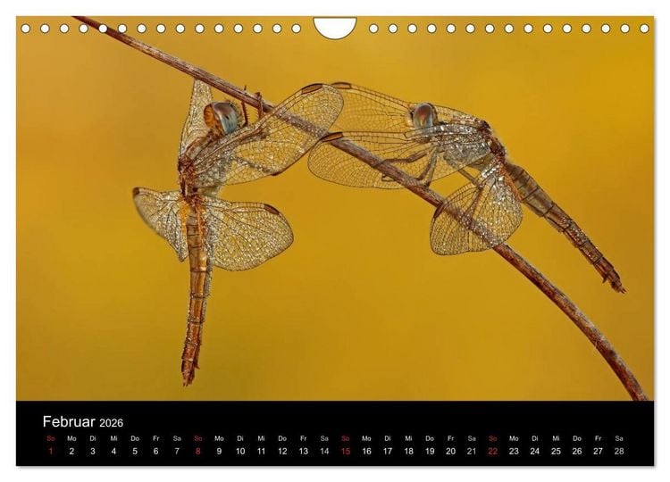 Produktbild: Libellen im Ried (Wandkalender 2026 DIN A4 quer), CALVENDO Monatskalender