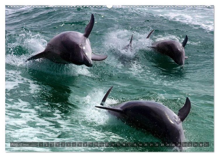 Produktbild: Namibia - Die Tierwelt (Wandkalender 2026 DIN A2 quer), CALVENDO Monatskalender