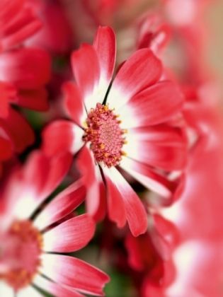 Produktbild: CALVENDO Puzzle cineraria bl&uuml;ten | 1000 Teile Lege-Gr&ouml;&szlig;e 64x48cm Foto-Puzzle f&uuml;r gl&uuml;ckliche Stunden