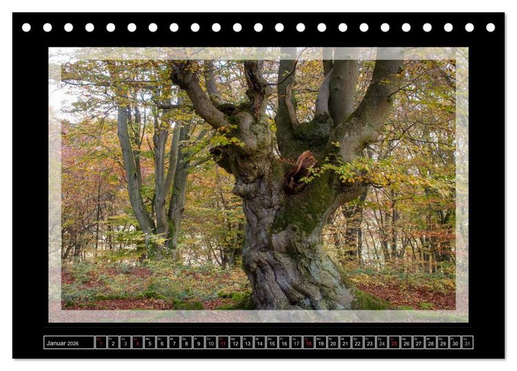 Produktbild: Zauberwald HALLOH (Tischkalender 2026 DIN A5 quer), CALVENDO Monatskalender