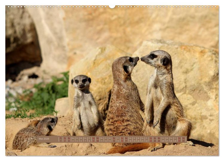 Produktbild: Erdm&auml;nnchen (hochwertiger Premium Wandkalender 2026 DIN A2 quer), Kunstdruck in Hochglanz