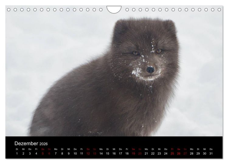 Produktbild: Polarfuchsstudien Wildlife (Wandkalender 2026 DIN A4 quer), CALVENDO Monatskalender
