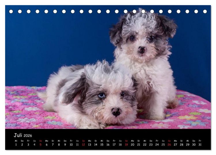 Produktbild: Bolonka Welpenstube (Tischkalender 2026 DIN A5 quer), CALVENDO Monatskalender