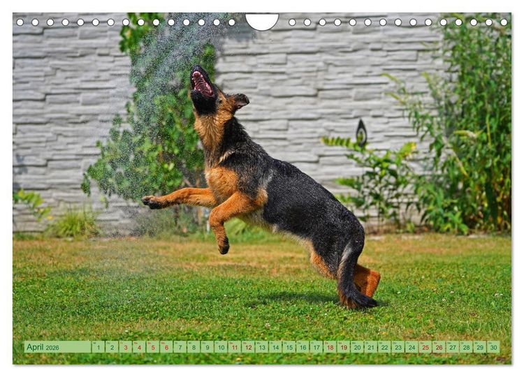 Produktbild: Faszination Sch&auml;ferhundwelpe (Wandkalender 2026 DIN A4 quer), CALVENDO Monatskalender