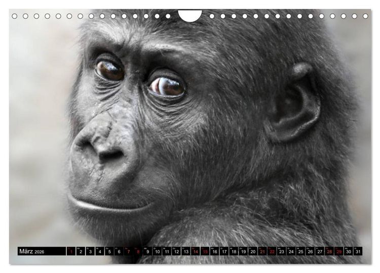 Produktbild: MENSCHEN-AFFEN-KINDER (Wandkalender 2026 DIN A4 quer), CALVENDO Monatskalender