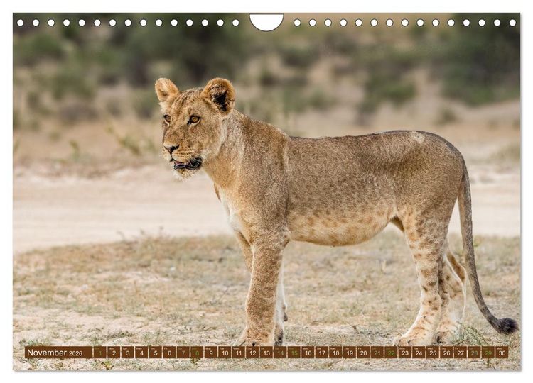 Produktbild: Lions of Southern Africa (Wall Calendar 2026 DIN A4 landscape), CALVENDO 12 Month Wall Calendar