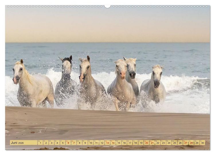 Produktbild: Die wilden Pferde der Camargue (hochwertiger Premium Wandkalender 2026 DIN A2 quer), Kunstdruck in Hochglanz