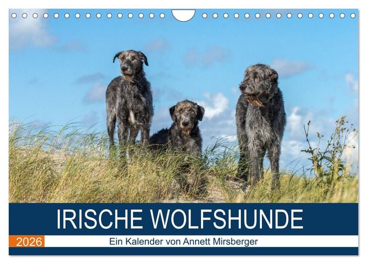 Produktbild: Irische Wolfshunde (Wandkalender 2026 DIN A4 quer), CALVENDO Monatskalender