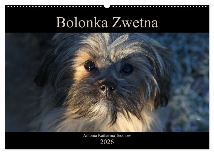 Produktbild: Bolonka Zwetna 2026 (Wandkalender 2026 DIN A2 quer), CALVENDO Monatskalender