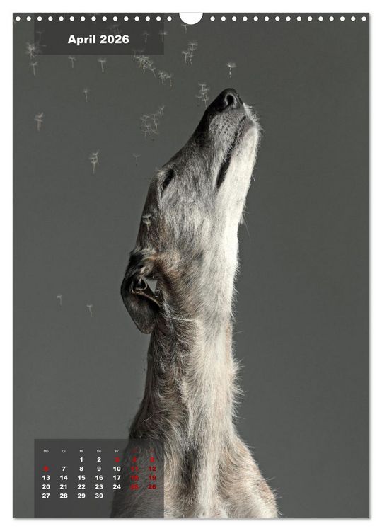 Produktbild: UNDERDOG - Windhundportraits (Wandkalender 2026 DIN A3 hoch), CALVENDO Monatskalender