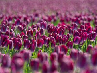 Produktbild: CALVENDO Puzzle Pr&auml;chtiges lila Tulpenfeld in Julianadorp | 1000 Teile Lege-Gr&ouml;&szlig;e 64x48cm Foto-Puzzle f&uuml;r gl&uuml;ckliche Stunden