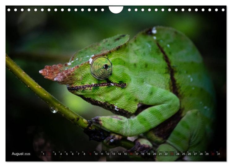 Produktbild: Madagaskar - Impressionen von Rolf Dietz (Wandkalender 2026 DIN A4 quer), CALVENDO Monatskalender