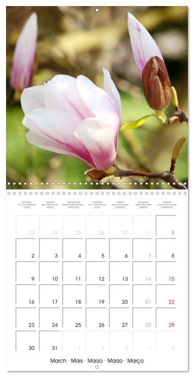 Produktbild: Kruse, G: Floraison des magnolias (Calendrier mural carr&eacute; 20