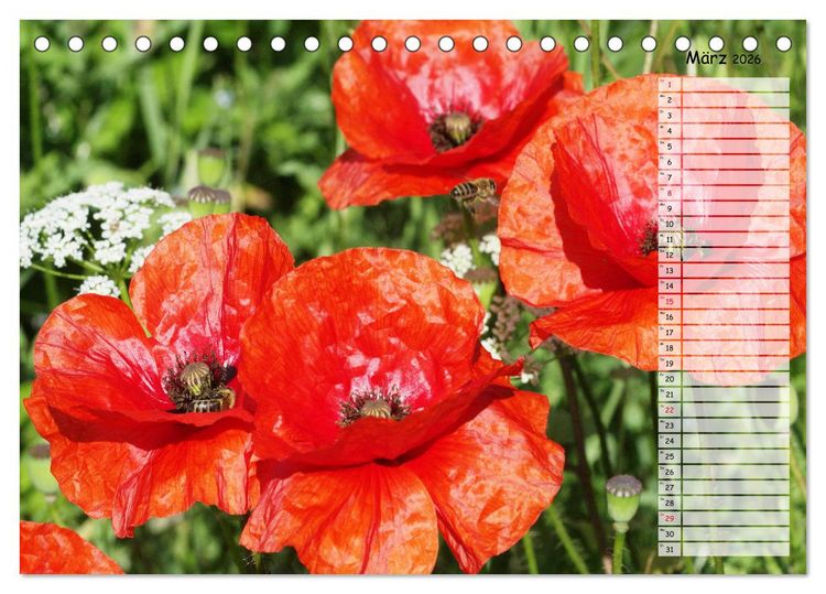 Produktbild: Klatschmohn im Feld (Tischkalender 2026 DIN A5 quer), CALVENDO Monatskalender