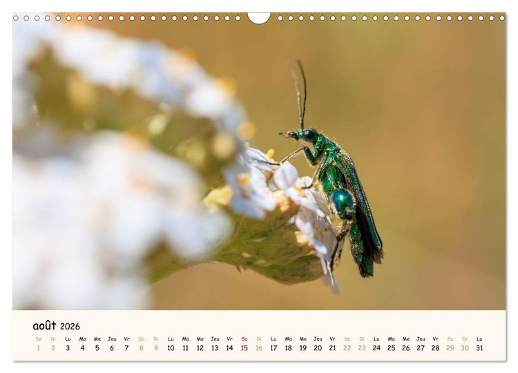 Produktbild: Nos amis les insectes (Calendrier mural 2026 DIN A3 vertical), CALVENDO calendrier mensuel