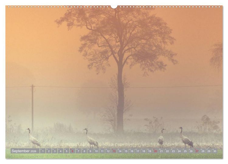 Produktbild: KranichRomantik (hochwertiger Premium Wandkalender 2026 DIN A2 quer), Kunstdruck in Hochglanz
