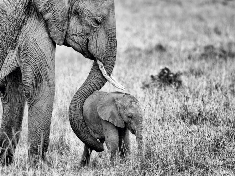 Produktbild: CALVENDO Puzzle Masai Mara, Kenia | 1000 Teile Lege-Gr&ouml;&szlig;e 64x48cm Foto-Puzzle f&uuml;r gl&uuml;ckliche Stunden