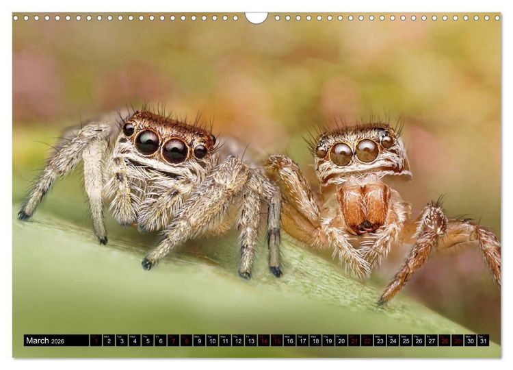 Produktbild: Jumping Spiders (Wall Calendar 2026 DIN A3 landscape), CALVENDO 12 Month Wall Calendar