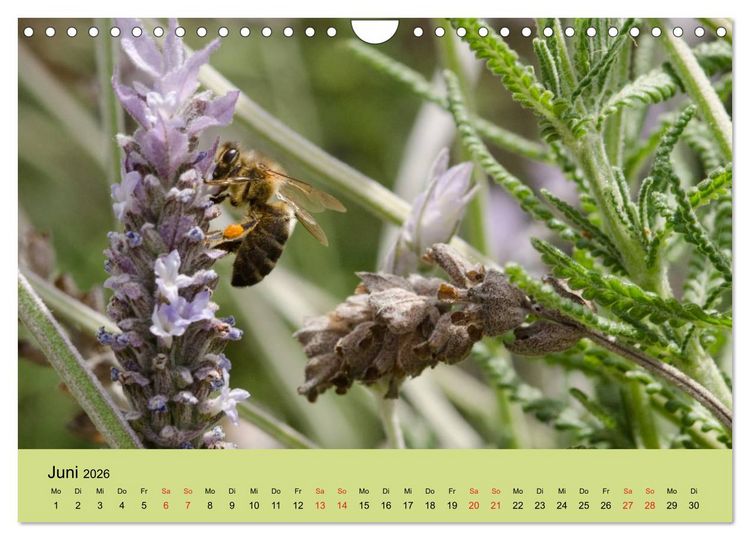 Produktbild: Bienen bei der Arbeit (Wandkalender 2026 DIN A4 quer), CALVENDO Monatskalender