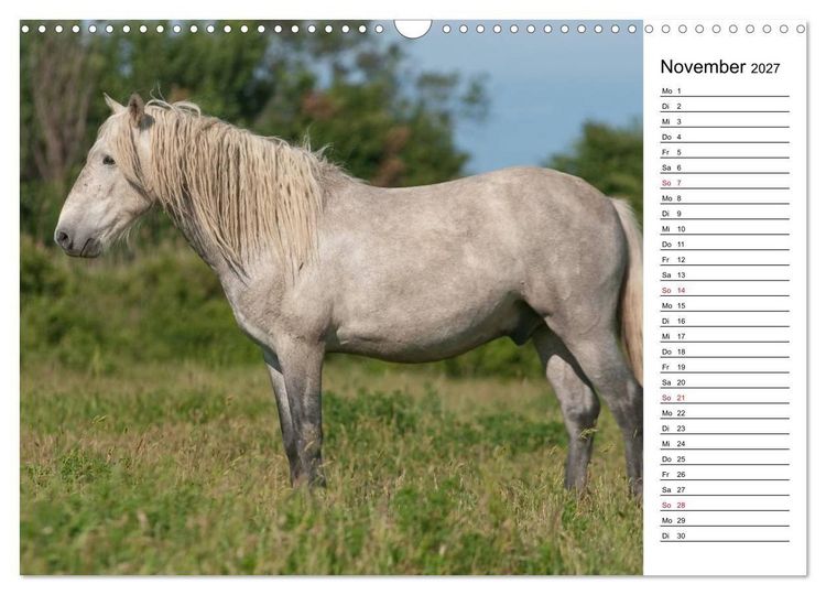 Produktbild: Pferde der Camargue &ndash; Schimmel im Rh&ocirc;nedelta (Wandkalender 2027 DIN A3 quer), CALVENDO Monatskalender