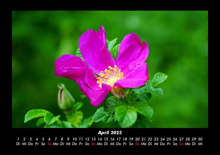 Produktbild: Rosentraum 2025 Fotokalender DIN A3