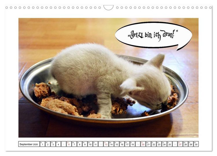 Produktbild: Lustiger Katzenkalender (Wandkalender 2026 DIN A3 quer), CALVENDO Monatskalender