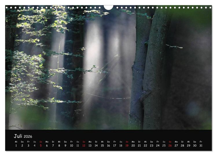 Produktbild: Lichter im Wald (Wandkalender 2026 DIN A3 quer), CALVENDO Monatskalender