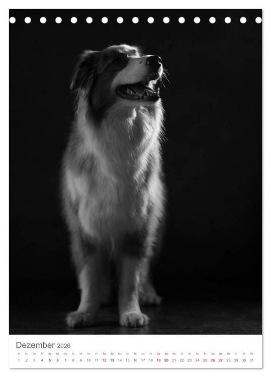 Produktbild: Fine Art Hundeportraits (Tischkalender 2026 DIN A5 hoch), CALVENDO Monatskalender
