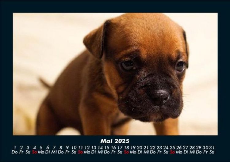Produktbild: Hundezauber 2025 Fotokalender DIN A5