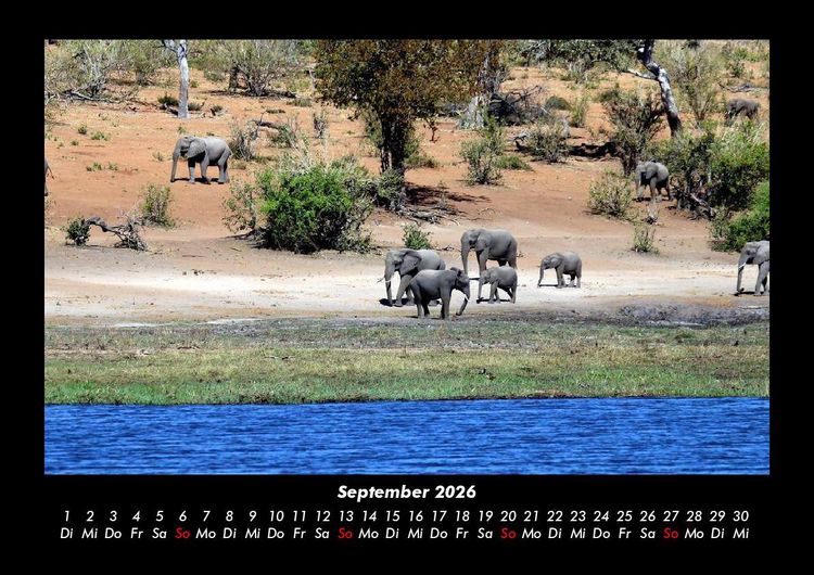 Produktbild: Elefanten - Die sanften Riesen Afrikas 2026 Fotokalender DIN A3