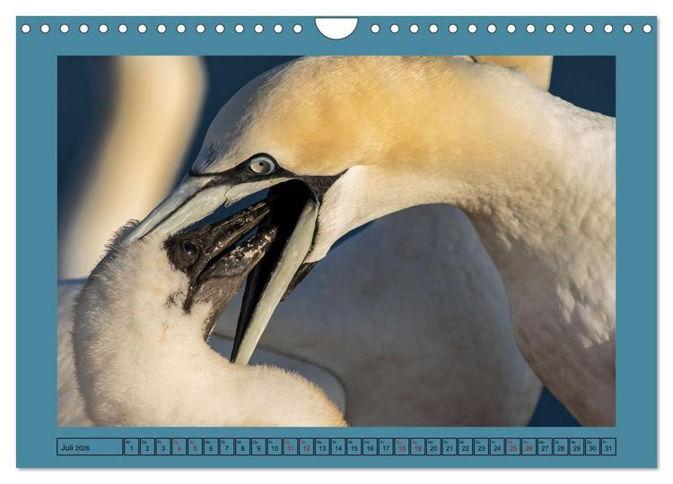 Produktbild: Helgoland und seine Basst&ouml;lpel (Wandkalender 2026 DIN A4 quer), CALVENDO Monatskalender