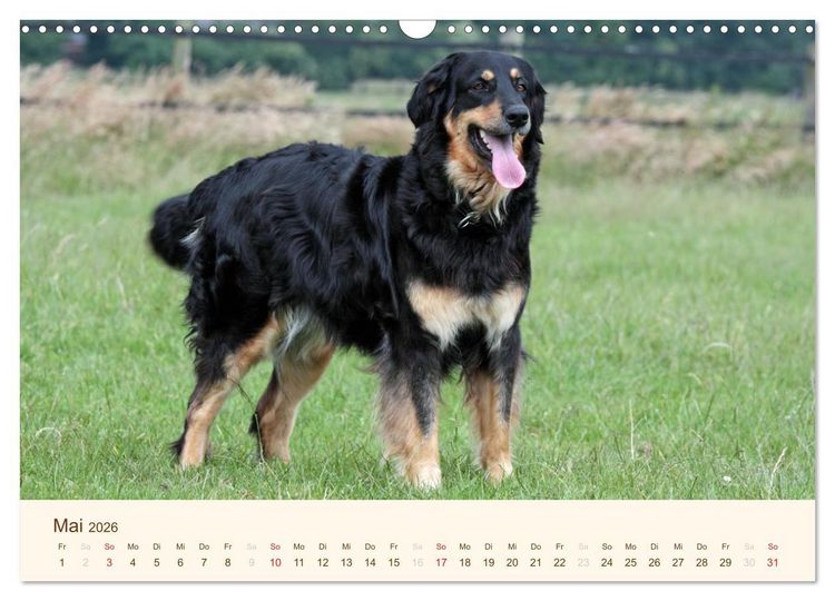 Produktbild: Hovawarte - einmal anders (Wandkalender 2026 DIN A3 quer), CALVENDO Monatskalender
