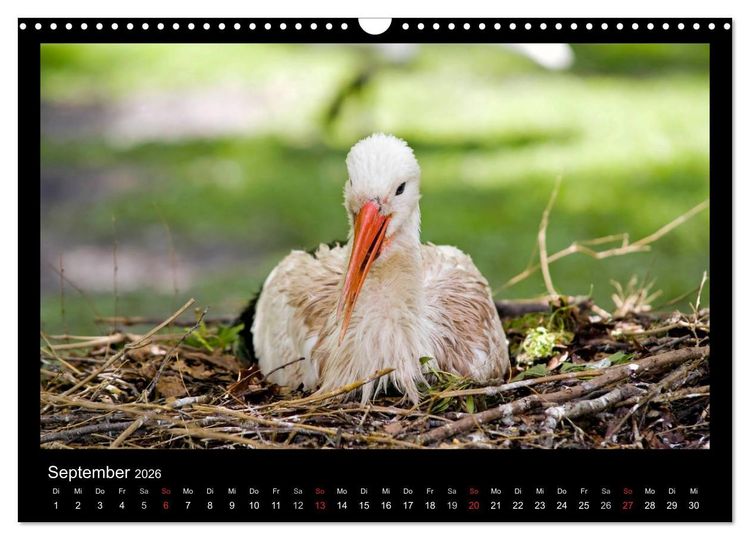 Produktbild: Natur erleben... (Wandkalender 2026 DIN A3 quer), CALVENDO Monatskalender