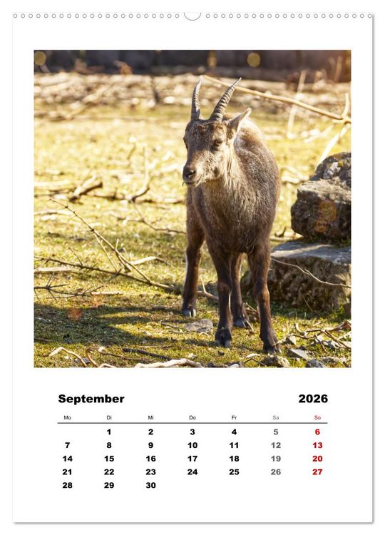 Produktbild: Alpen-Steinb&ouml;cke, imposante Horntr&auml;ger (hochwertiger Premium Wandkalender 2026 DIN A2 hoch), Kunstdruck in Hochglanz