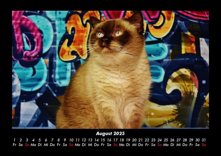 Produktbild: F&uuml;r Katzenfreunde 2025 Fotokalender DIN A3
