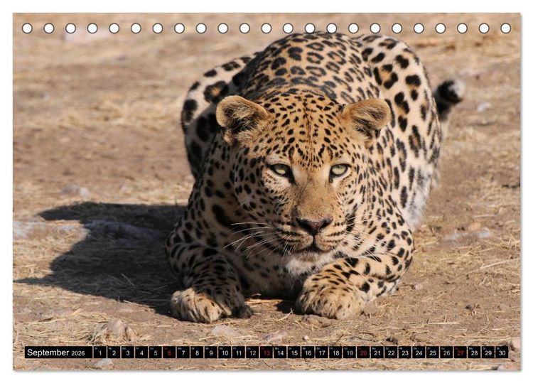 Produktbild: Faszination Afrika: Der Leopard (Tischkalender 2026 DIN A5 quer), CALVENDO Monatskalender