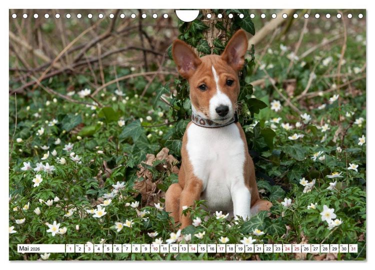 Produktbild: Wunderbare Basenji Welpenzeit (Wandkalender 2026 DIN A4 quer), CALVENDO Monatskalender