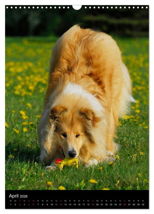 Produktbild: Collie 2026 (Wandkalender 2026 DIN A3 hoch), CALVENDO Monatskalender
